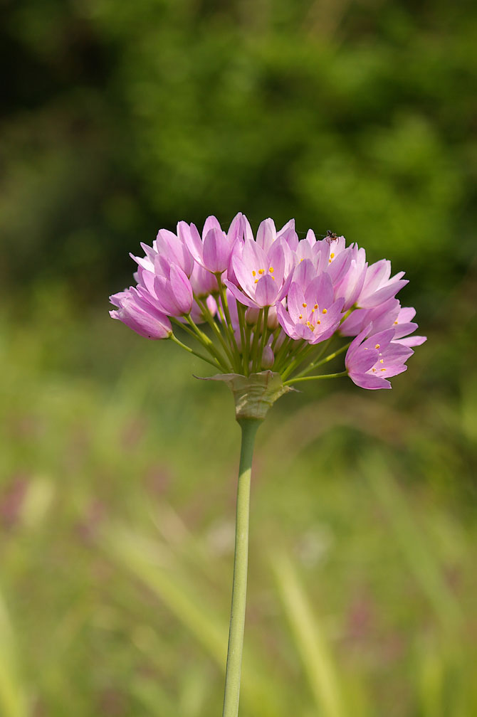 Allium roseum